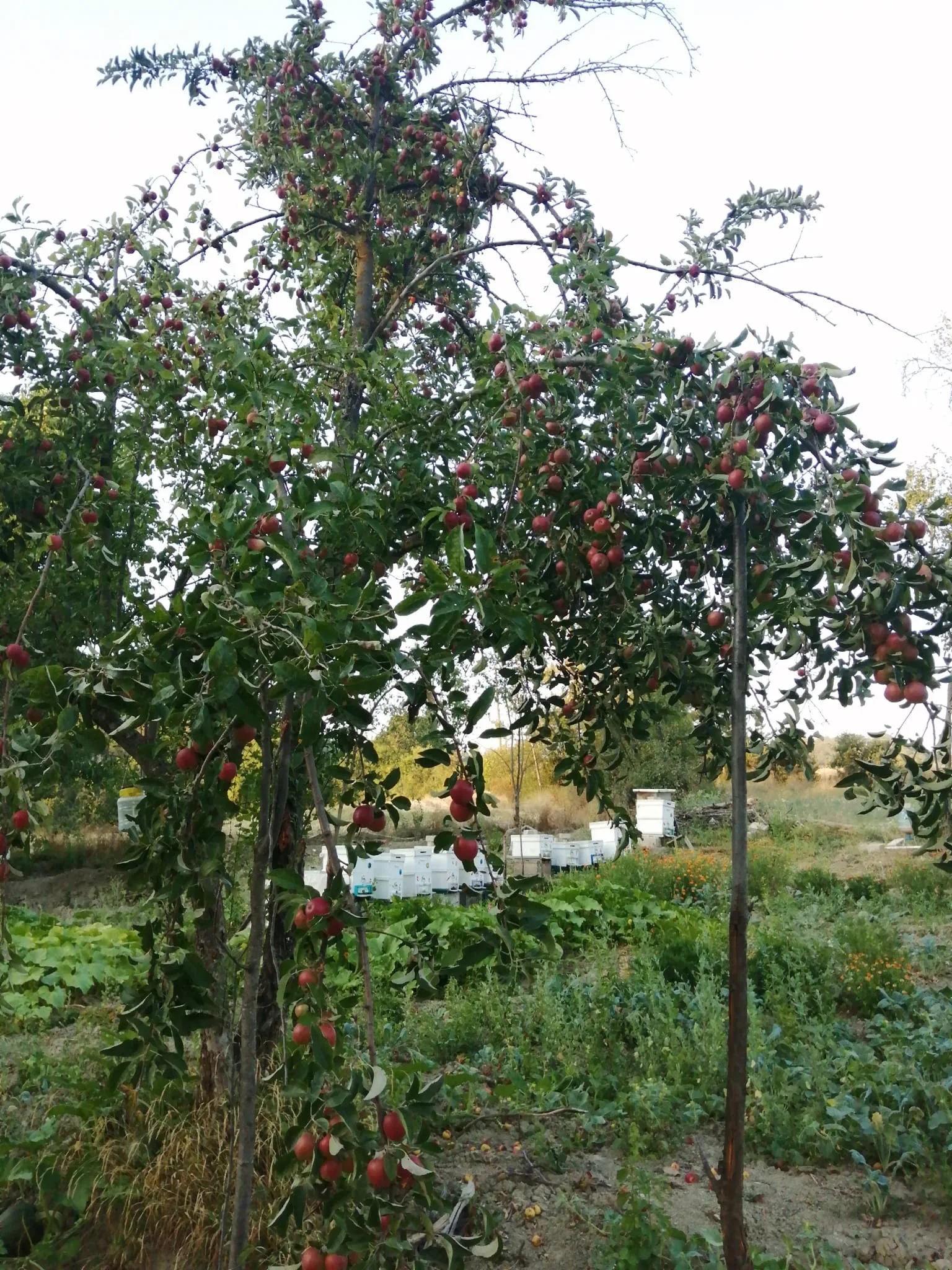 Herşey doğal